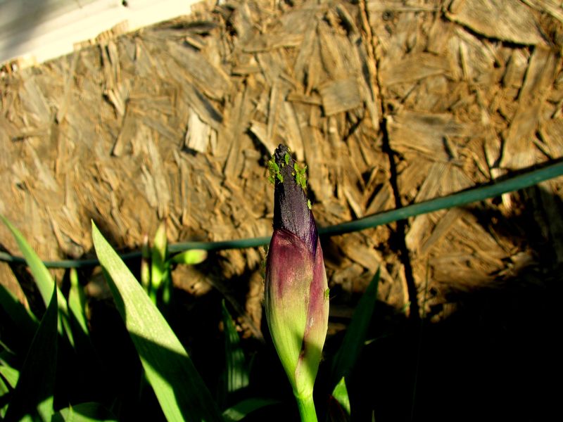 IMG_8698f IMG_8698f
