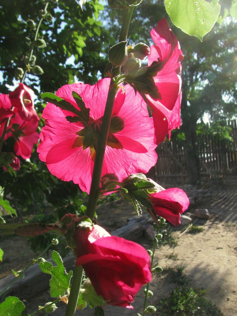 IMG_9204f