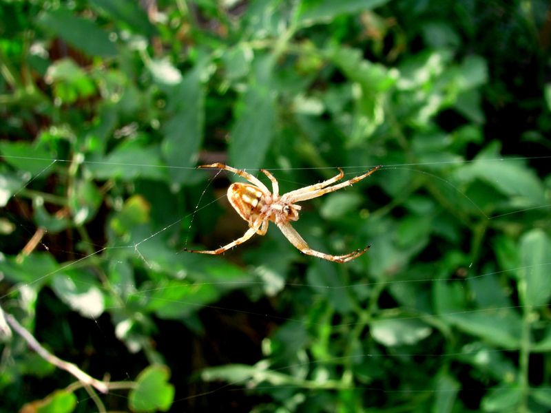 IMG_0246f