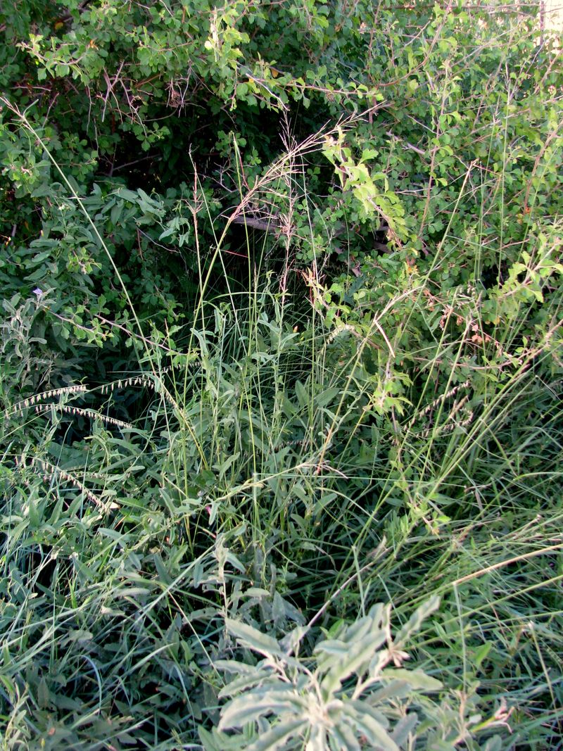 IMG_0191f IMG_0191f