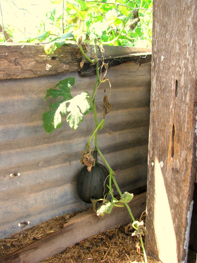 IMG_0028g IMG_0028g
