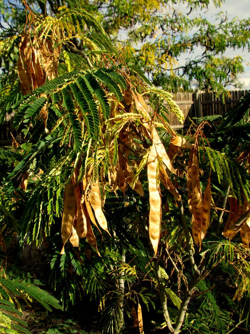 IMG_0910f IMG_0910f