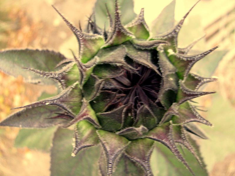 IMG_1091ff IMG_1091ff