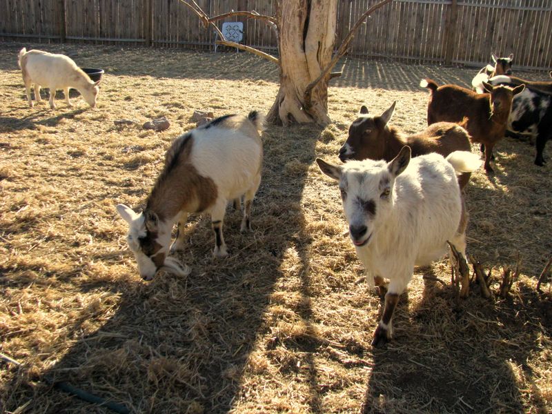 IMG_2130f IMG_2130f