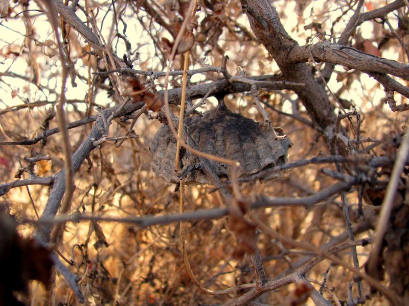 IMG_2048f IMG_2048f