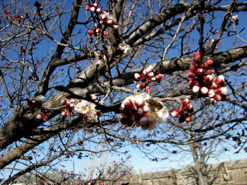 IMG_2386f IMG_2386f