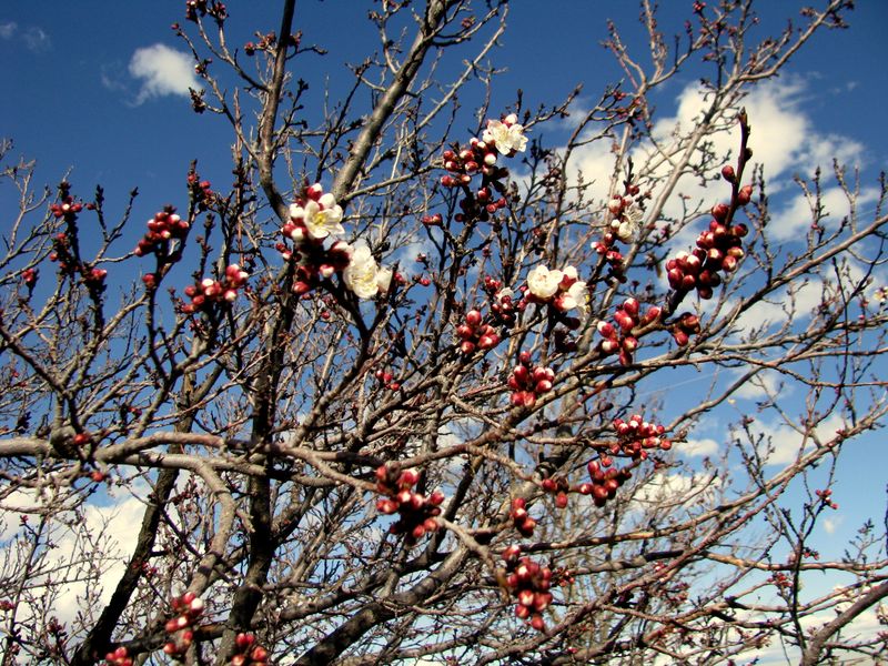 IMG_2334f IMG_2334f