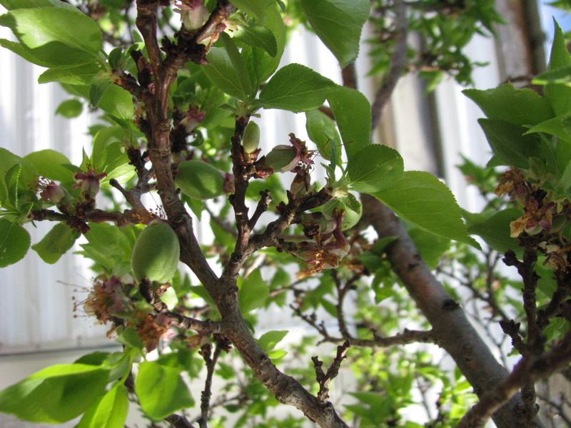 IMG_2676 IMG_2676
