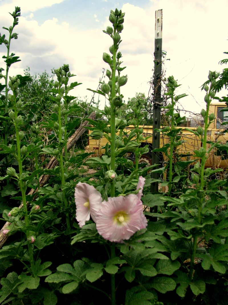 IMG_3436f IMG_3436f
