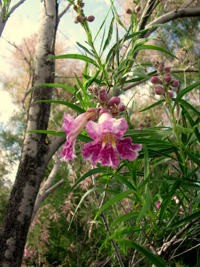 IMG_3423f IMG_3423f