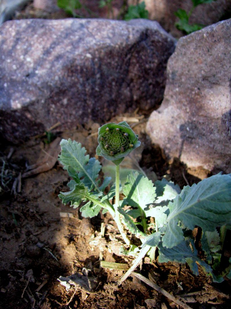 IMG_3267f IMG_3267f