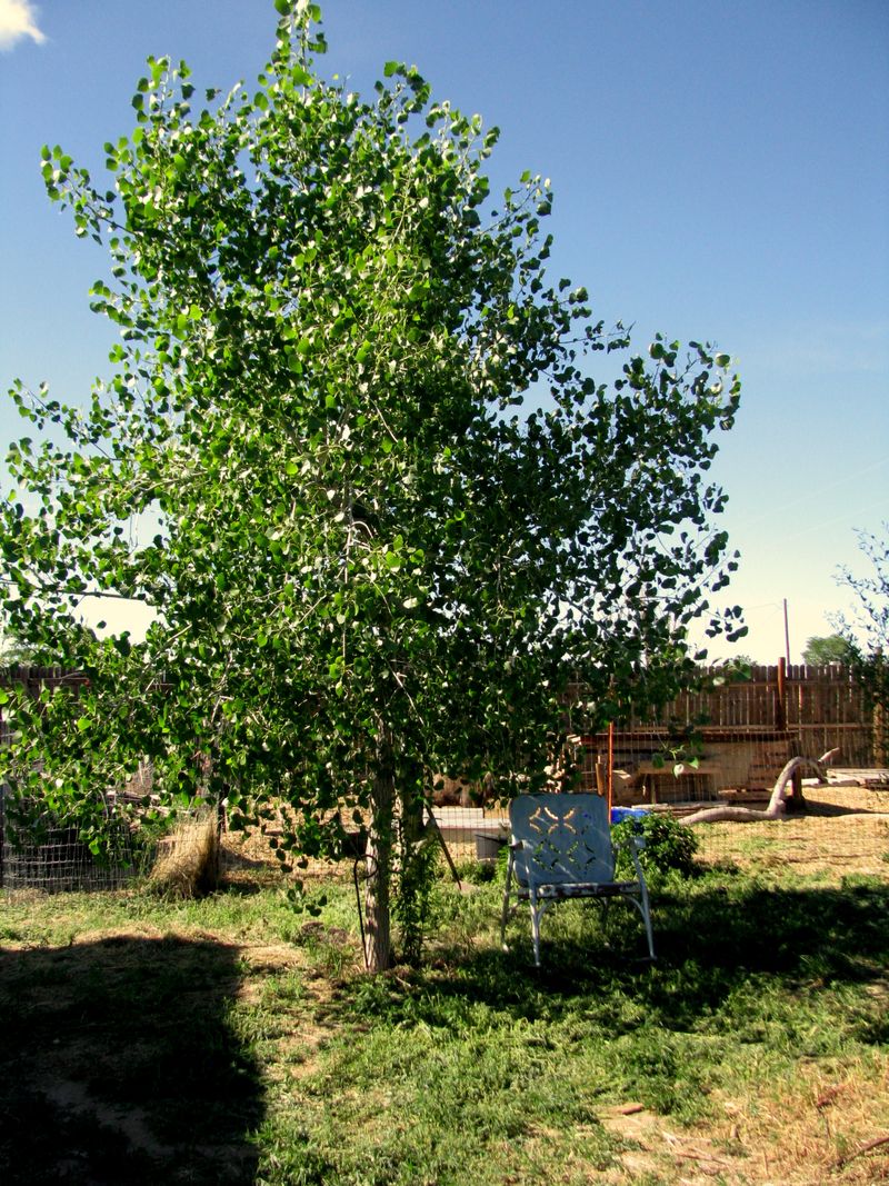IMG_3230f IMG_3230f