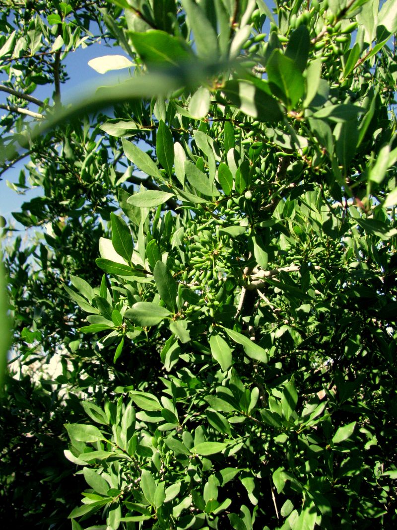 IMG_3237f IMG_3237f