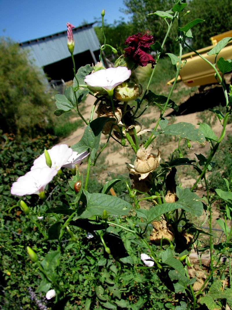 IMG_3934f