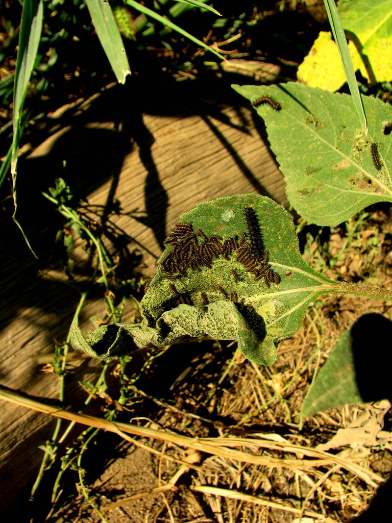 IMG_4186f IMG_4186f