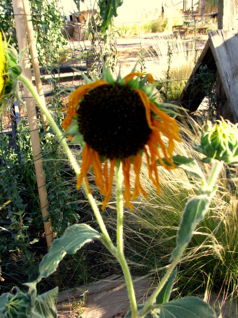 IMG_4185f IMG_4185f