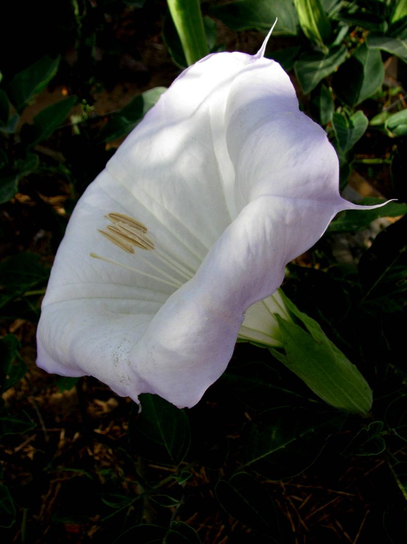 IMG_4514f IMG_4514f