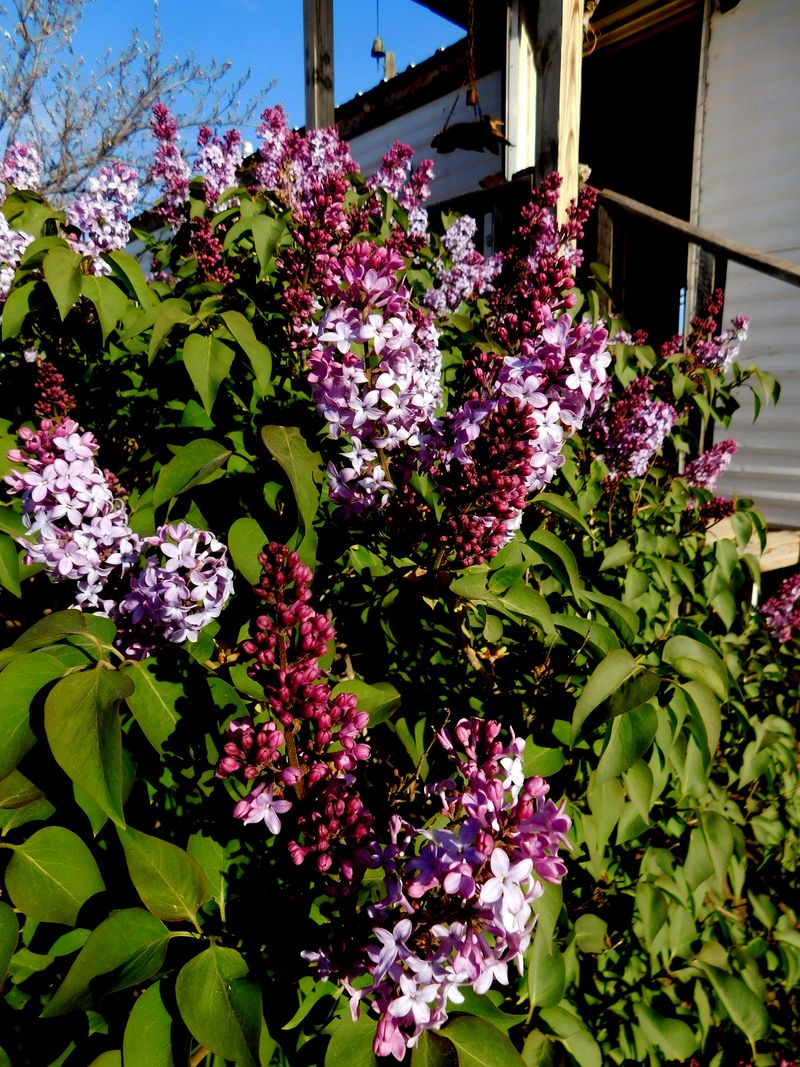 DSCN1327f DSCN1327f