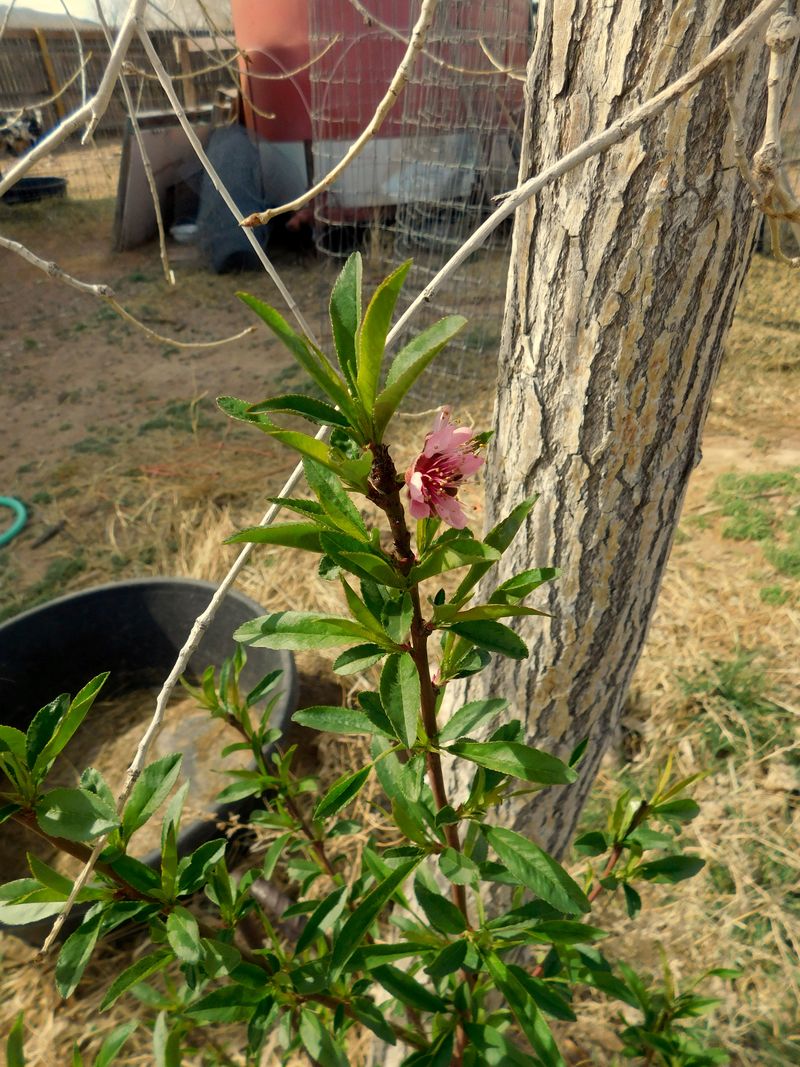 DSCN1240f