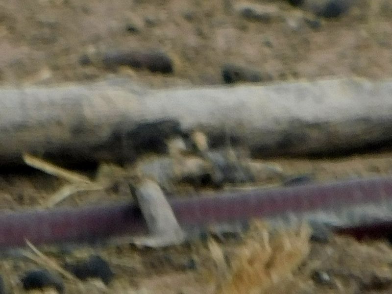 DSCN1588f