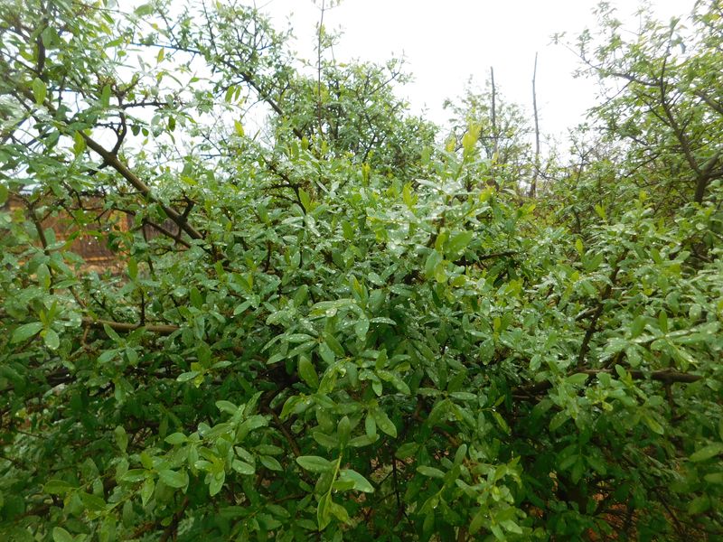 DSCN1562f