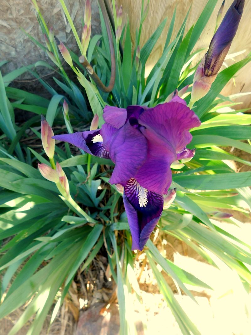 DSCN1554f DSCN1554f