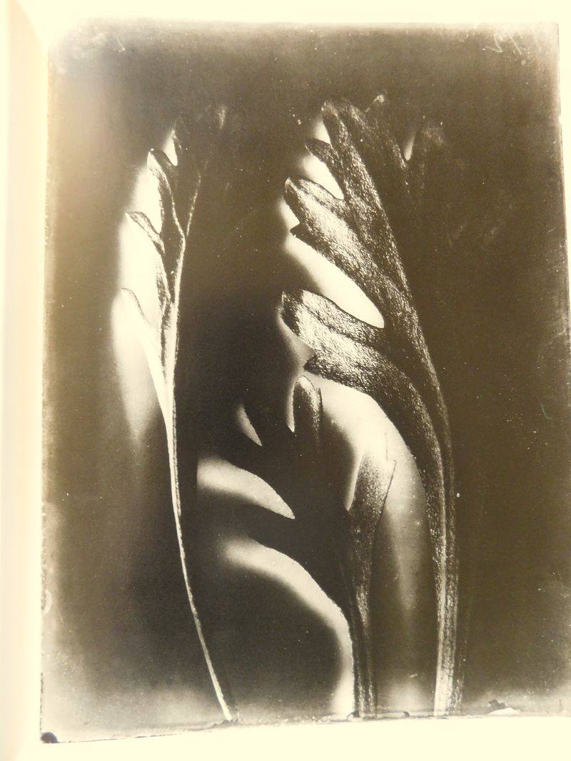 DSCN1972f