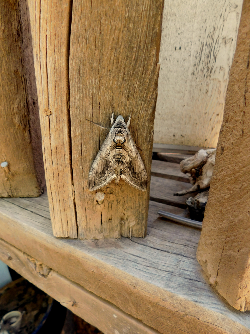 DSCN2609f