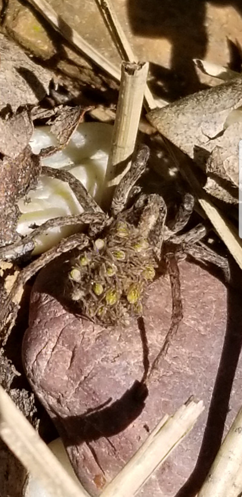 Screenshot_20180414-175817_Gallery