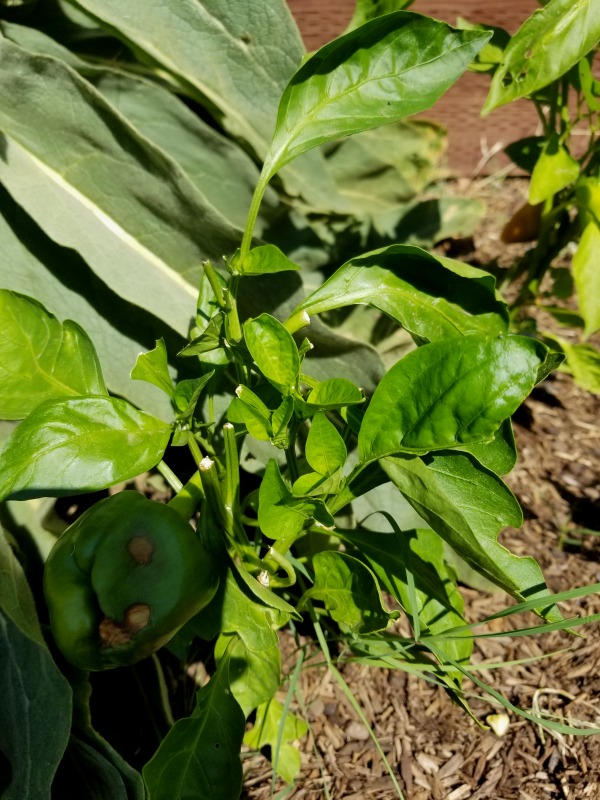 20200728_104953 20200728_104953