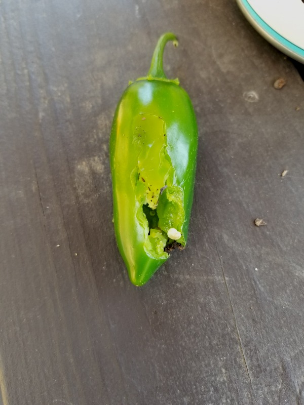 20200727_111541 20200727_111541