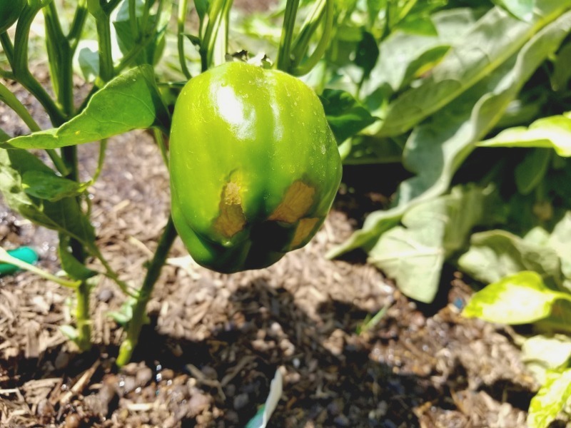 20200726_103613 20200726_103613