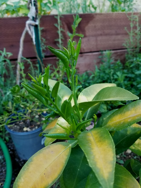 20200701_193545 20200701_193545