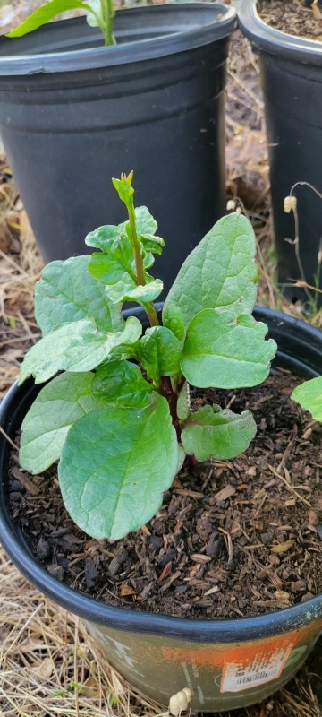 20220622_193326 20220622_193326