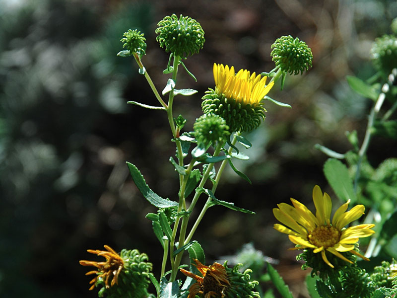 Great-valley-gumweed Great-valley-gumweed