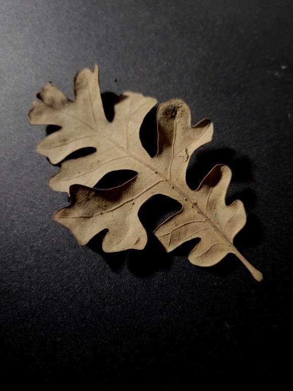 20231115_171408 20231115_171408