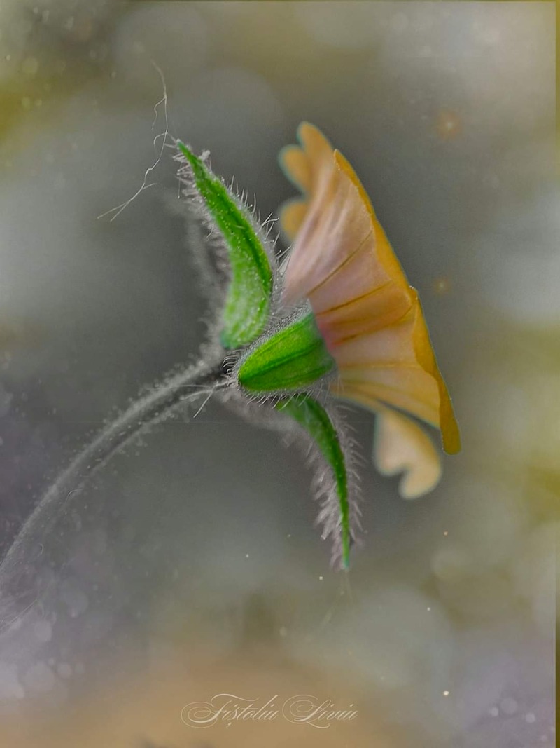 FB_IMG_1731483949877 FB_IMG_1731483949877