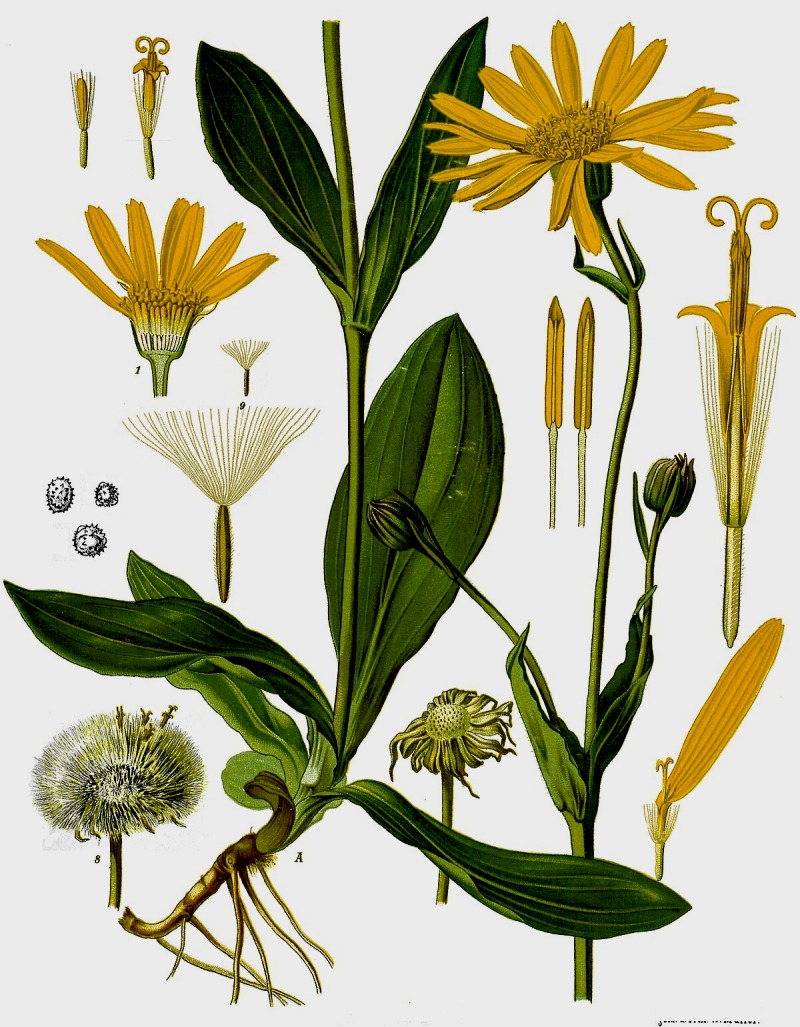 1200px-Arnica_montana_-_Köhler–s_Medizinal-Pflanzen-015 1200px-Arnica_montana_-_Köhler–s_Medizinal-Pflanzen-015