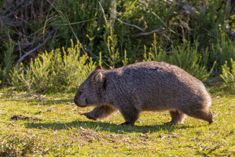 RS33796-running-wombat-parish