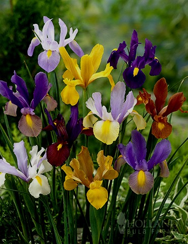 85210-mixed-tall-dutch-iris